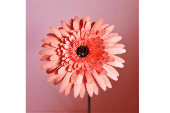 Dubbel Gerbera: 3D SVG Paper Flowers for Branding